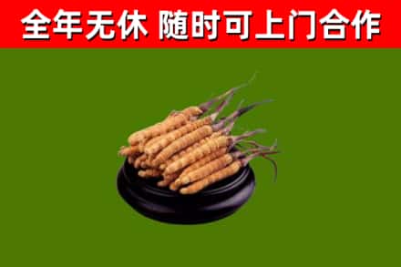 铜仁回收散虫草