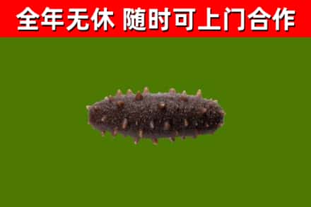 铜仁回收海参干